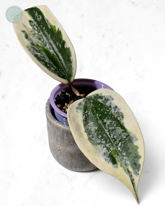 Hoya sp. Rangsan (albo splash)