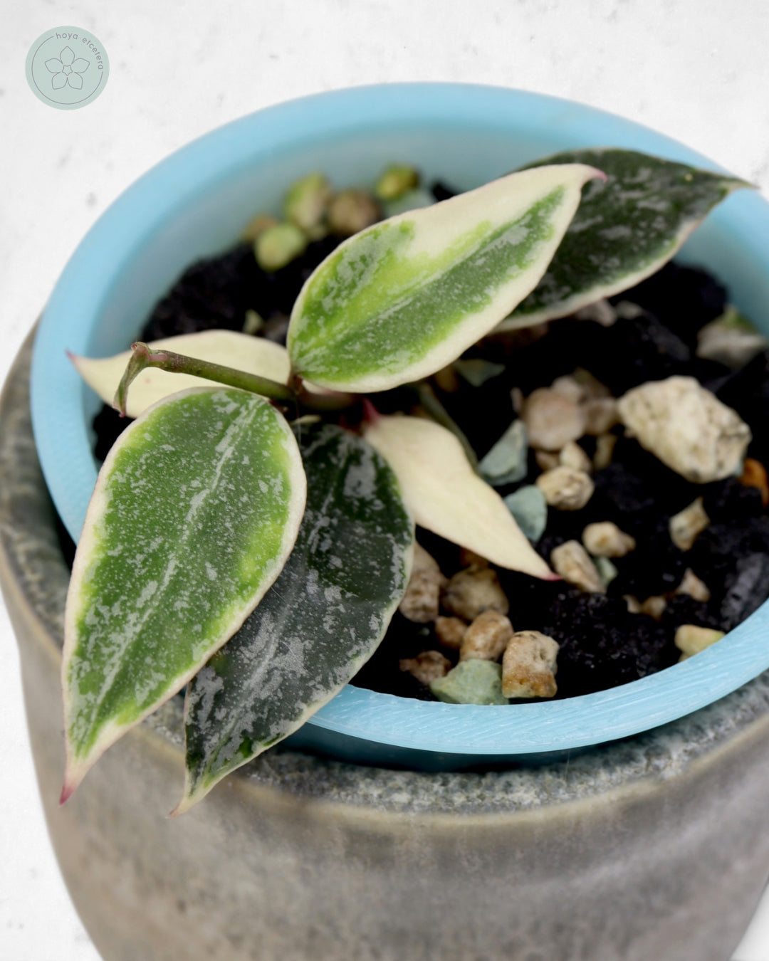 Hoya lacunosa 'Lumina'
