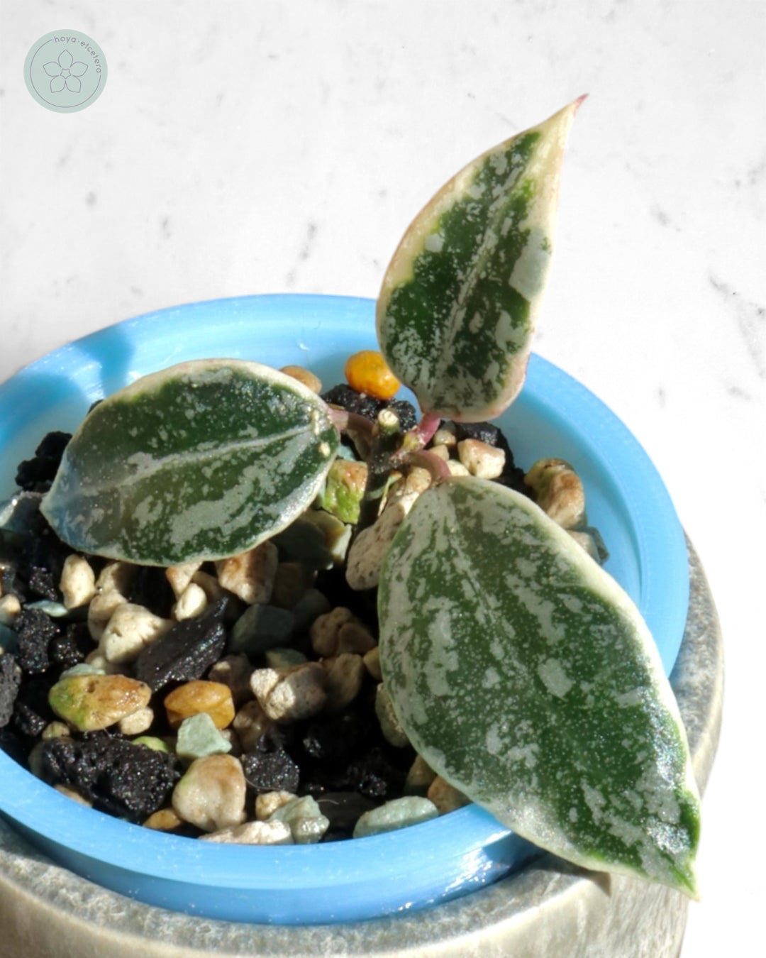 Hoya lacunosa 'Lumina'