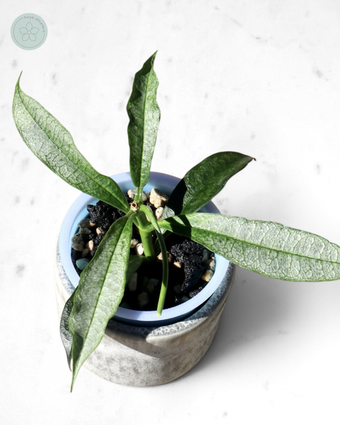 Hoya irisae (silver)
