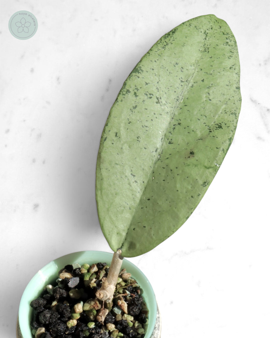 Hoya 'Emperor' (silver)