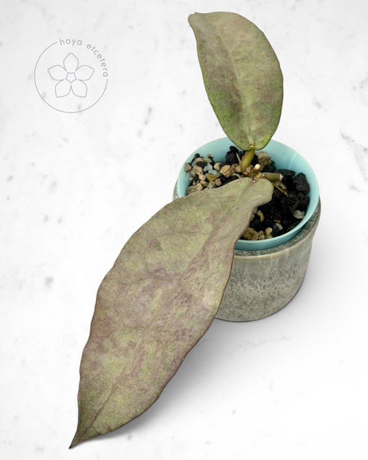 Hoya mitrata (Pearl Gold)