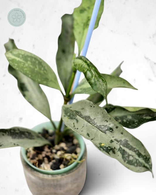 Hoya occultata (silver)
