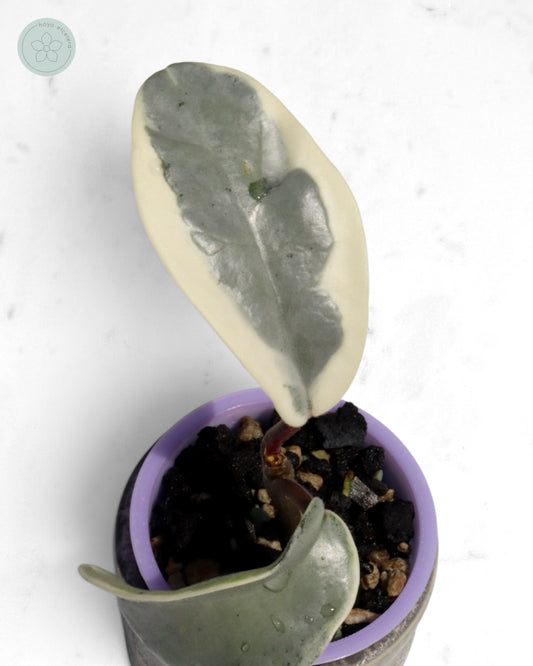 Hoya carnosa 'Argentea Picta'