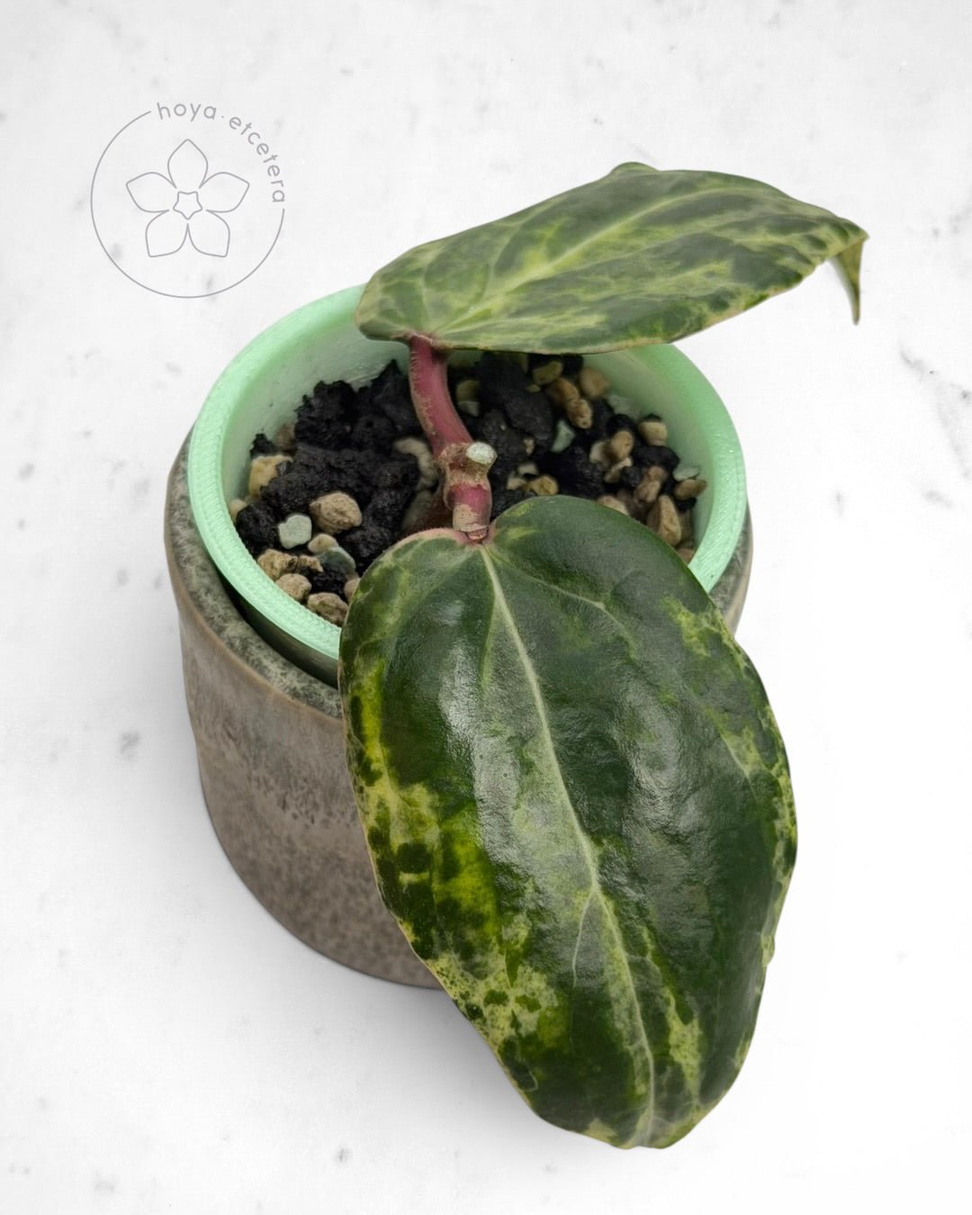 Hoya 'Swiffer’s Nightmare' 🌱 cutting