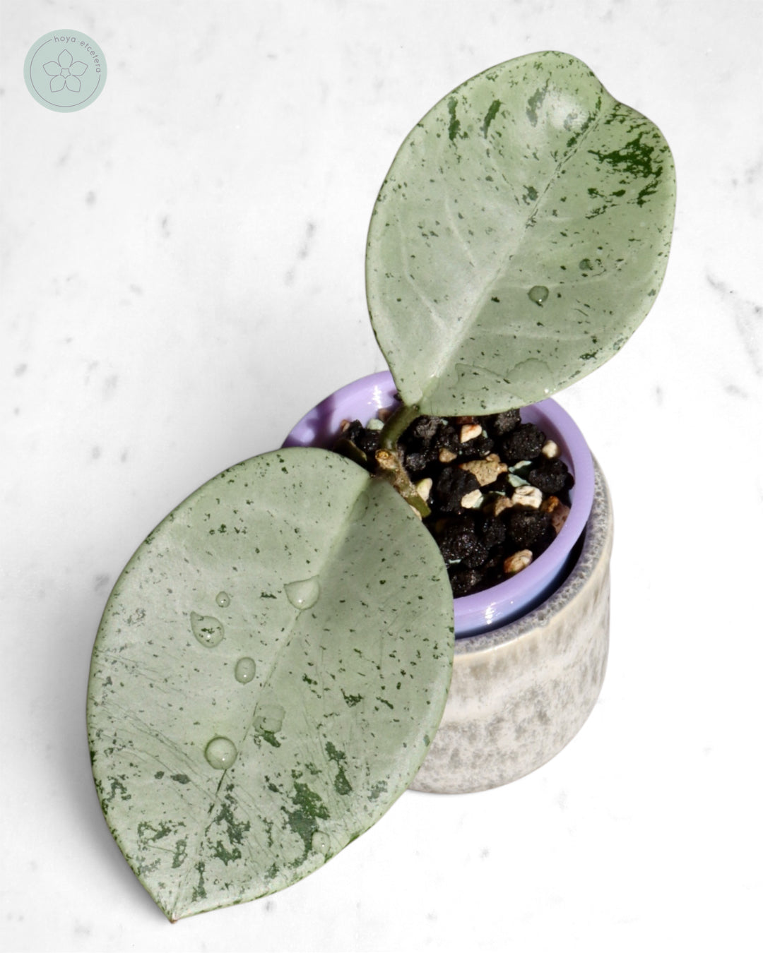 Hoya 'Stardust' (silver)