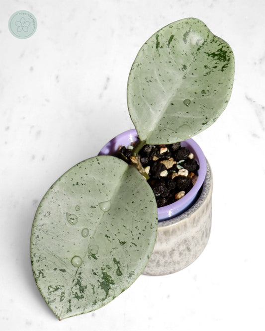 Hoya 'Stardust' (silver)