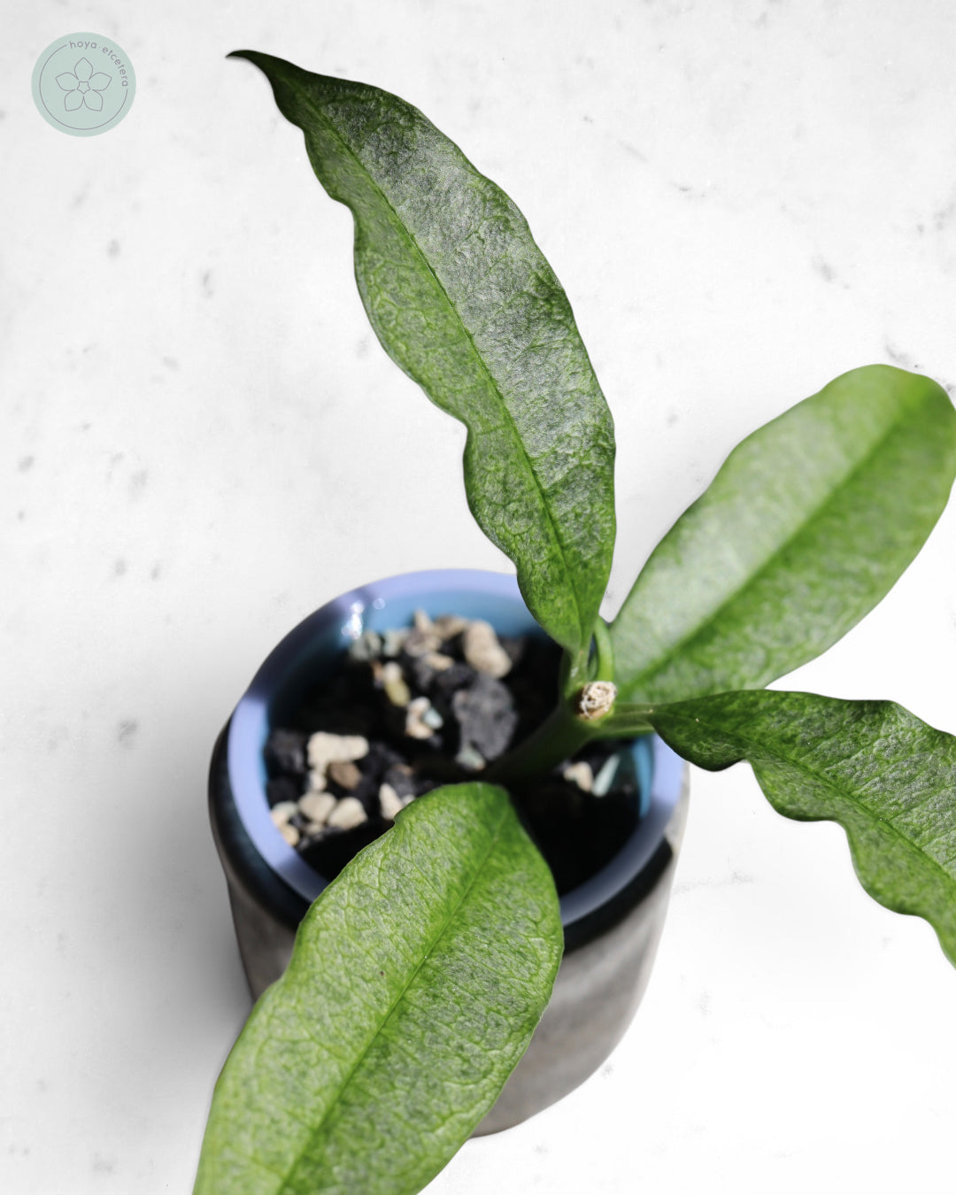Hoya irisae (silver)