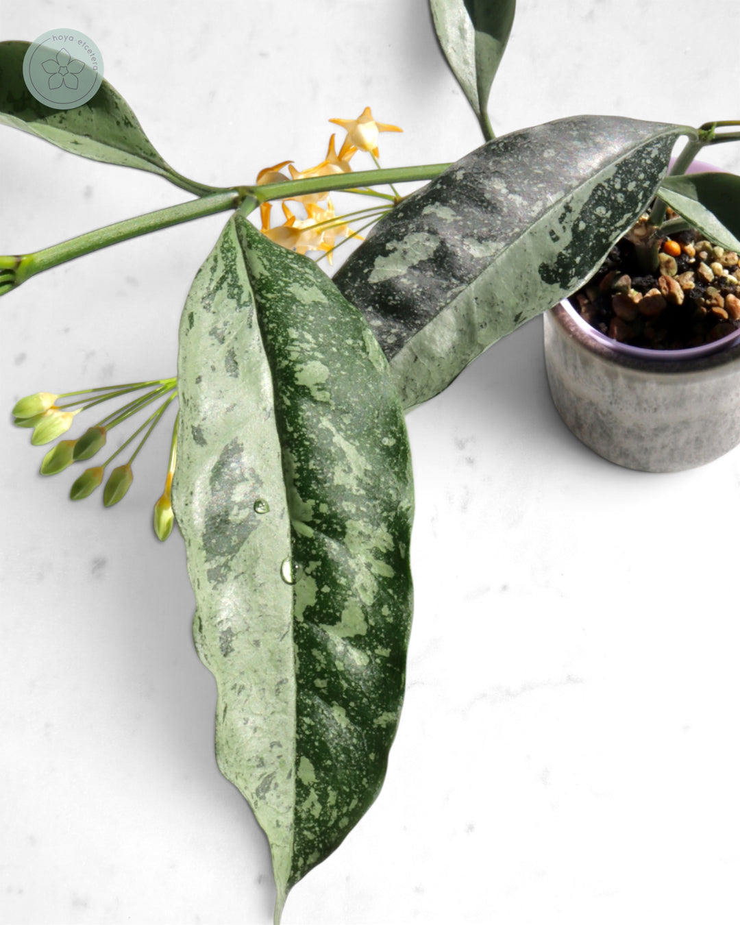 Hoya occultata (silver)