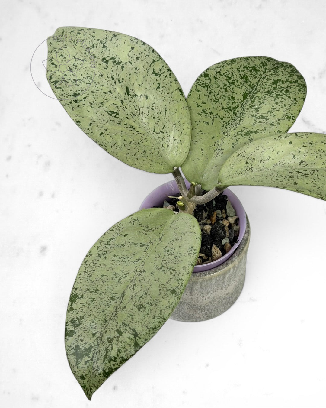Hoya sp. Ponorogo (silver)