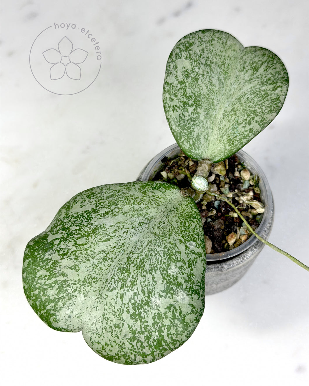 Hoya 'Mutelu Hearts'