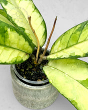 Load image into Gallery viewer, Hoya sp. Aceh 'Ladia Galaska'
