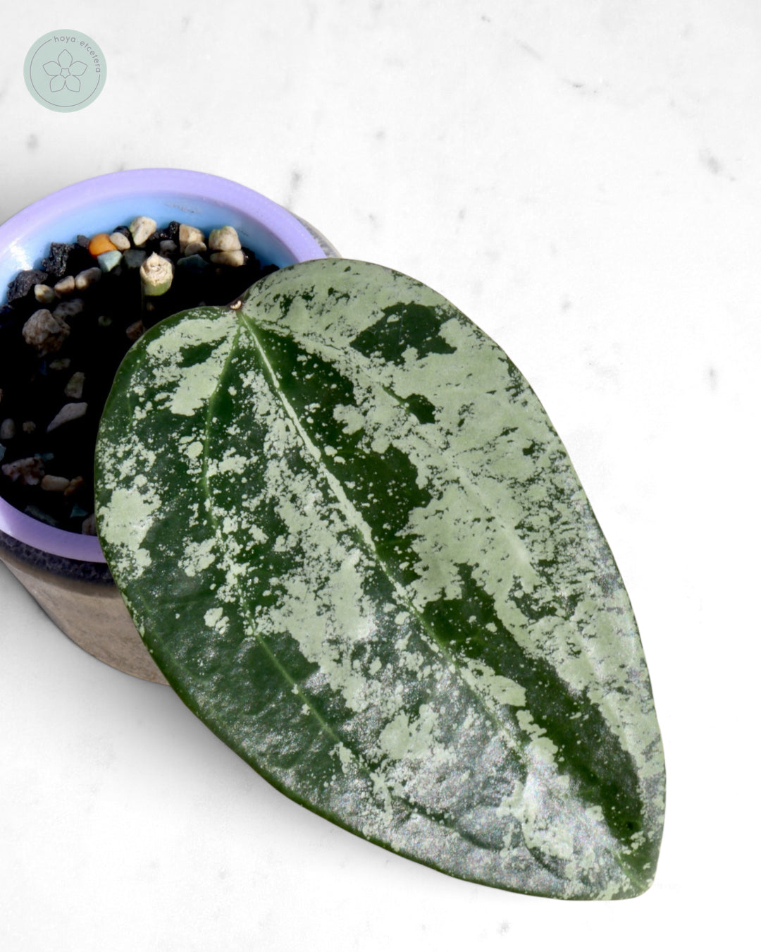 Hoya latifolia 'MRH'