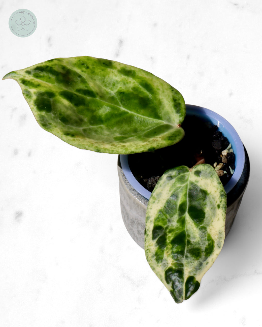 Hoya 'Candy'