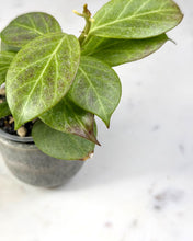 Load image into Gallery viewer, Hoya obscura (silver)
