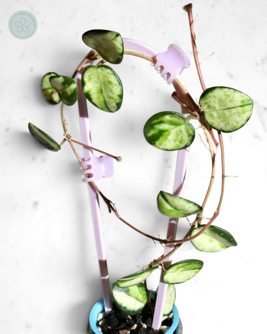 Hoya 'Mathilde' (variegated)