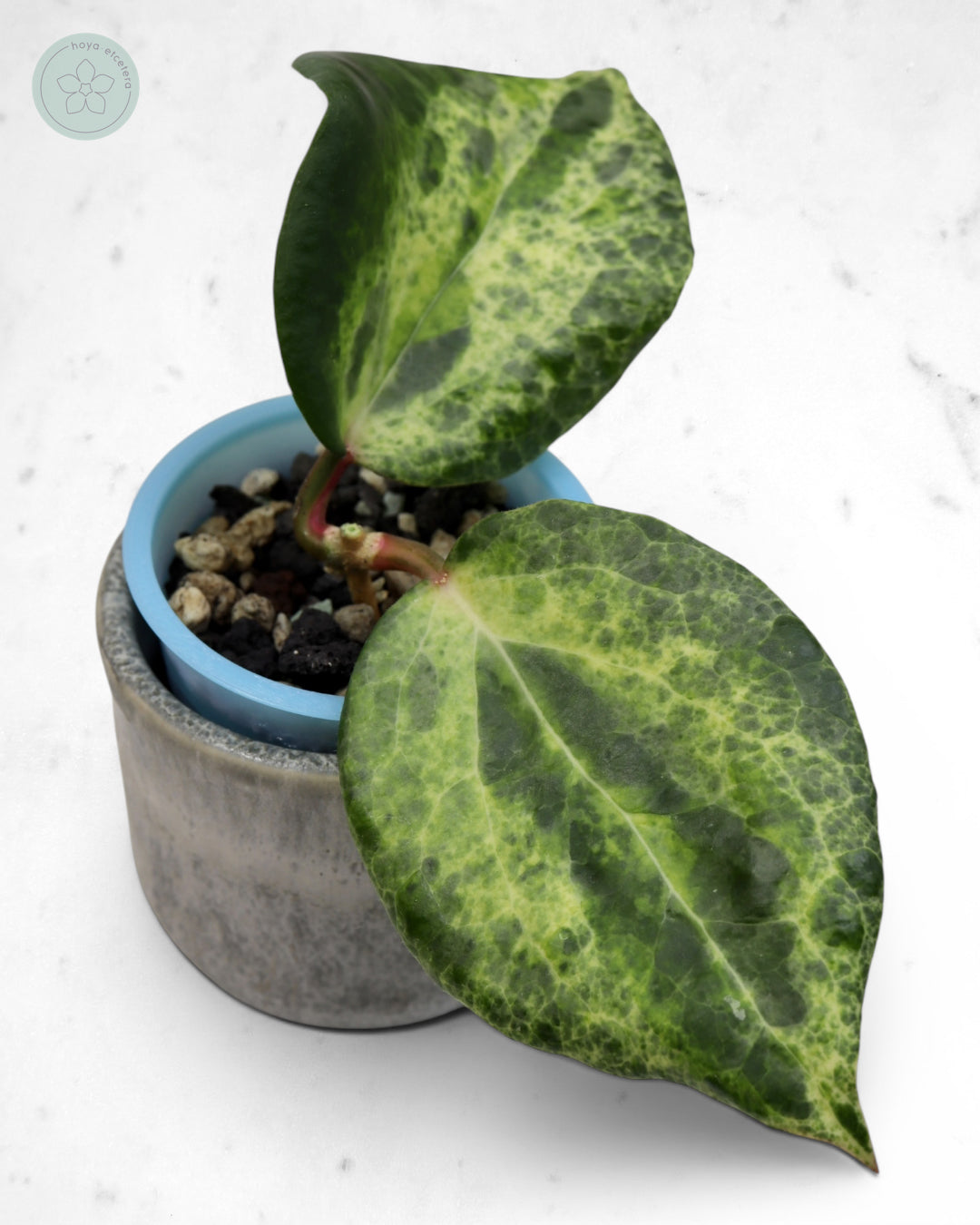 Hoya 'Candy' 🌱 cutting
