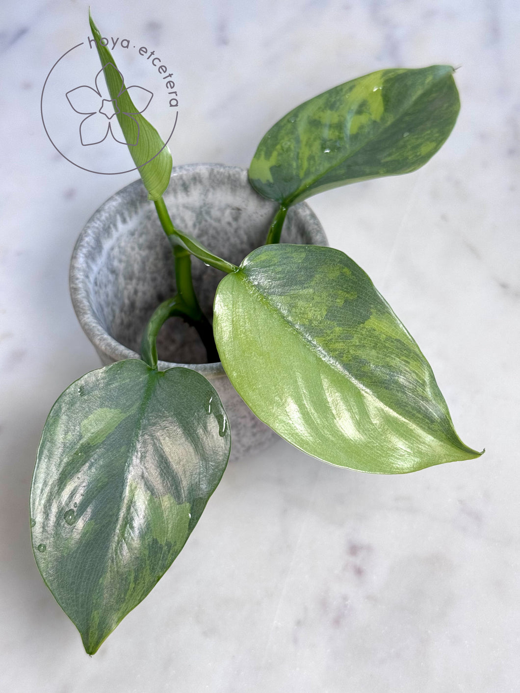 Philodendron hastatum (Silver Sword variegated)