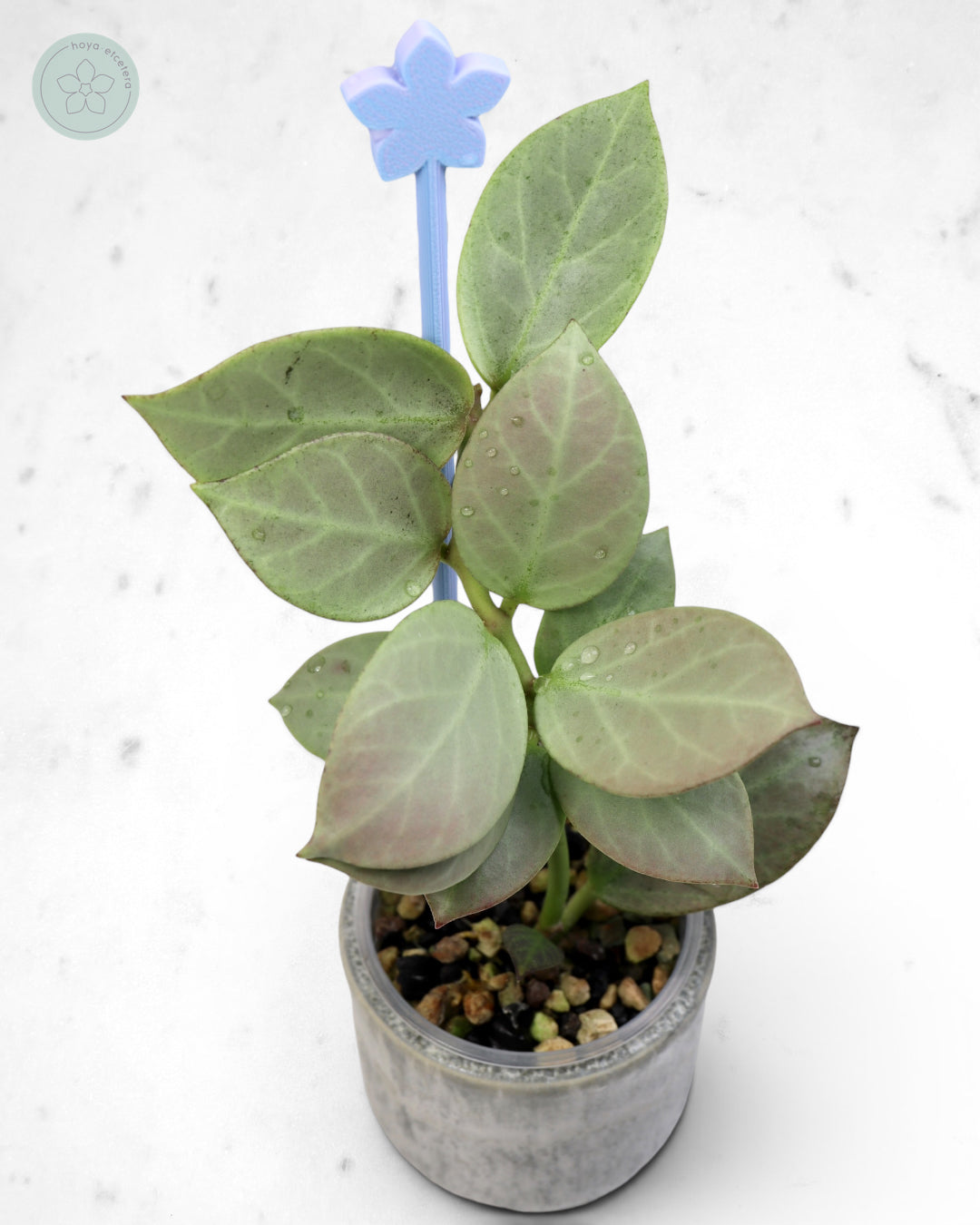 Hoya obscura 'Cryptic Chrome' CML-09-21-A