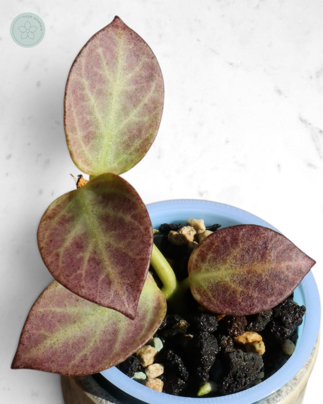 Hoya obscura 'Cryptic Chrome' CML-09-21-A