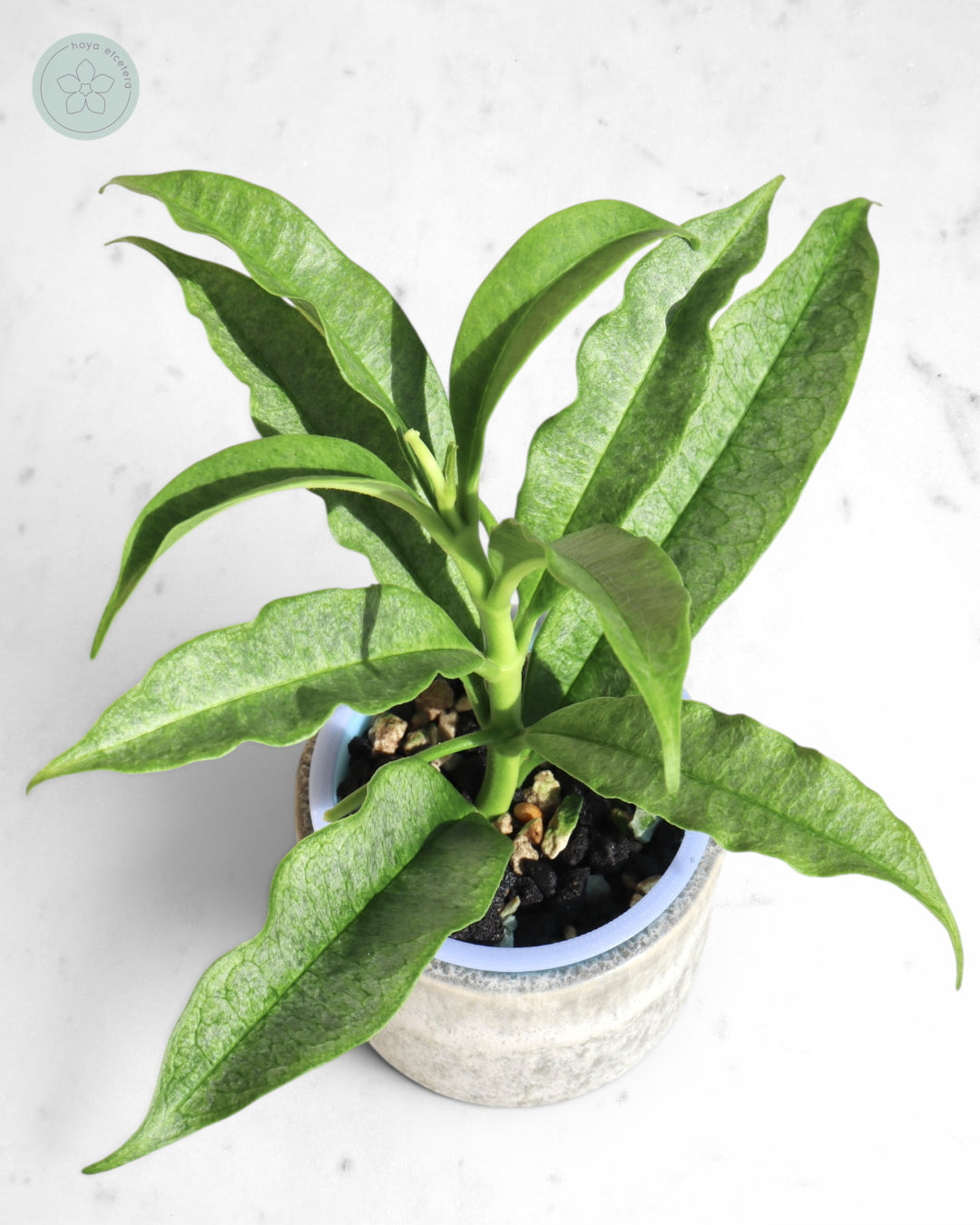 Hoya irisae (silver)