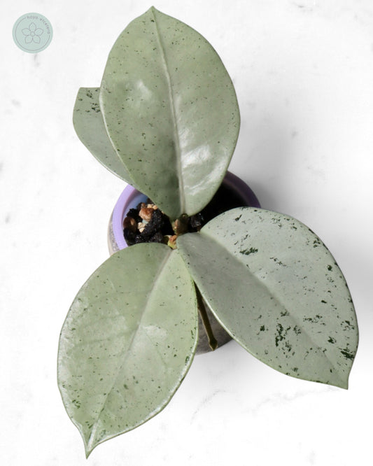 Hoya 'Stardust' (silver)