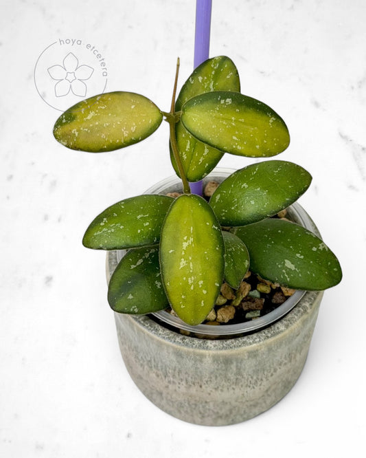 Hoya sp. VL9 (variegated)