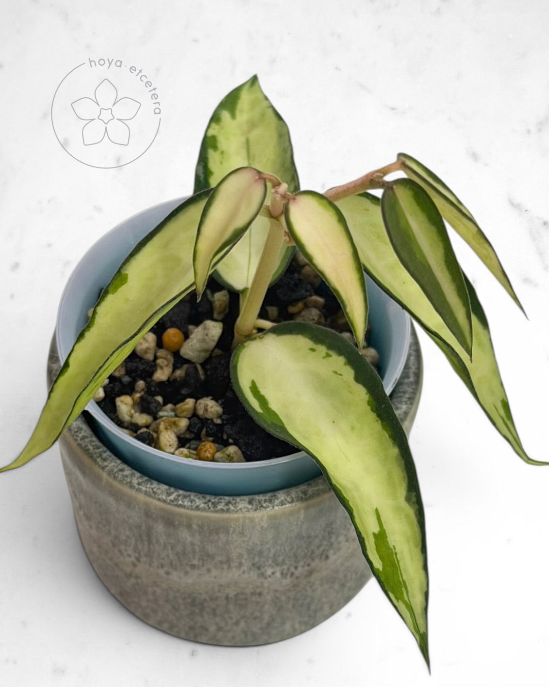 Hoya burmanica (variegated)