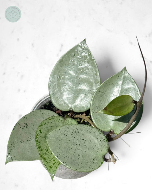 Hoya verticillata (silver heart)