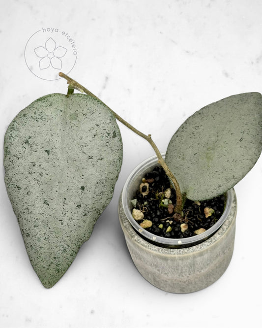 Hoya caudata 'Argene'