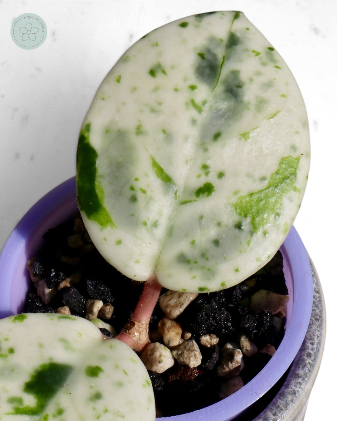Hoya carnosa 'Madara' (Snow Angel)