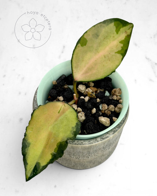 Hoya caudata (variegated)