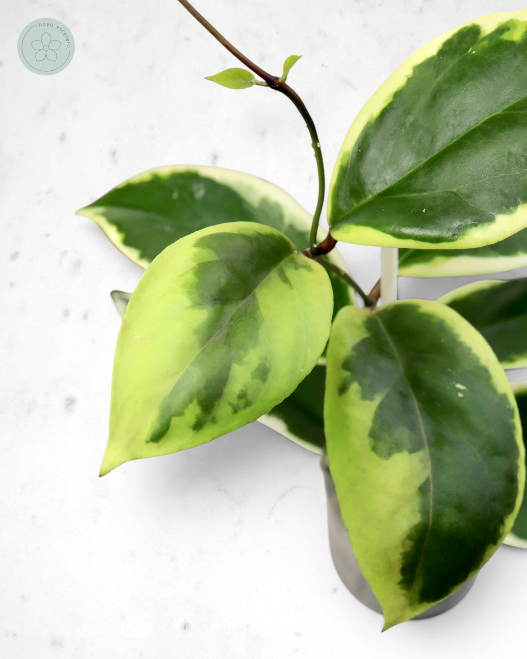 Hoya ilagiorum (albo)