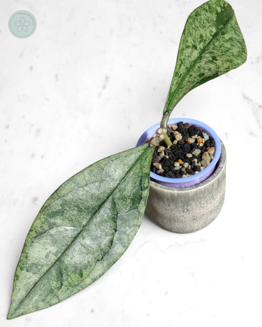 Hoya clemensiorum (Borneo silver)