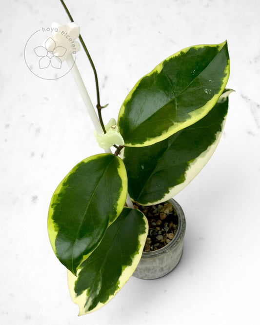 Hoya ilagiorum (albo)