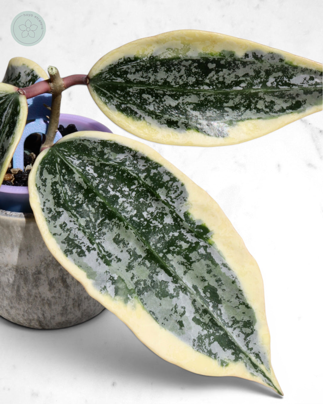 Hoya sp. Rangsan (albo splash) 🌱 cutting