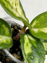 Load image into Gallery viewer, Hoya carnosa &#39;Madara&#39; (Green Edge)
