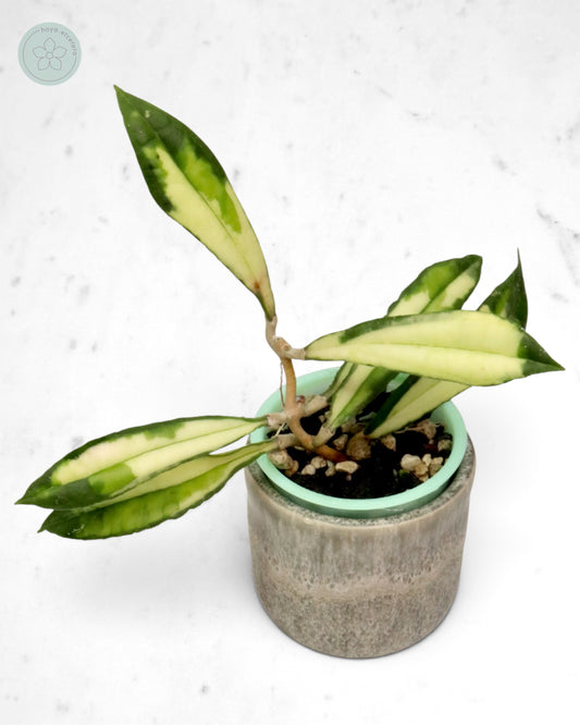 Hoya rigidifolia (variegated)