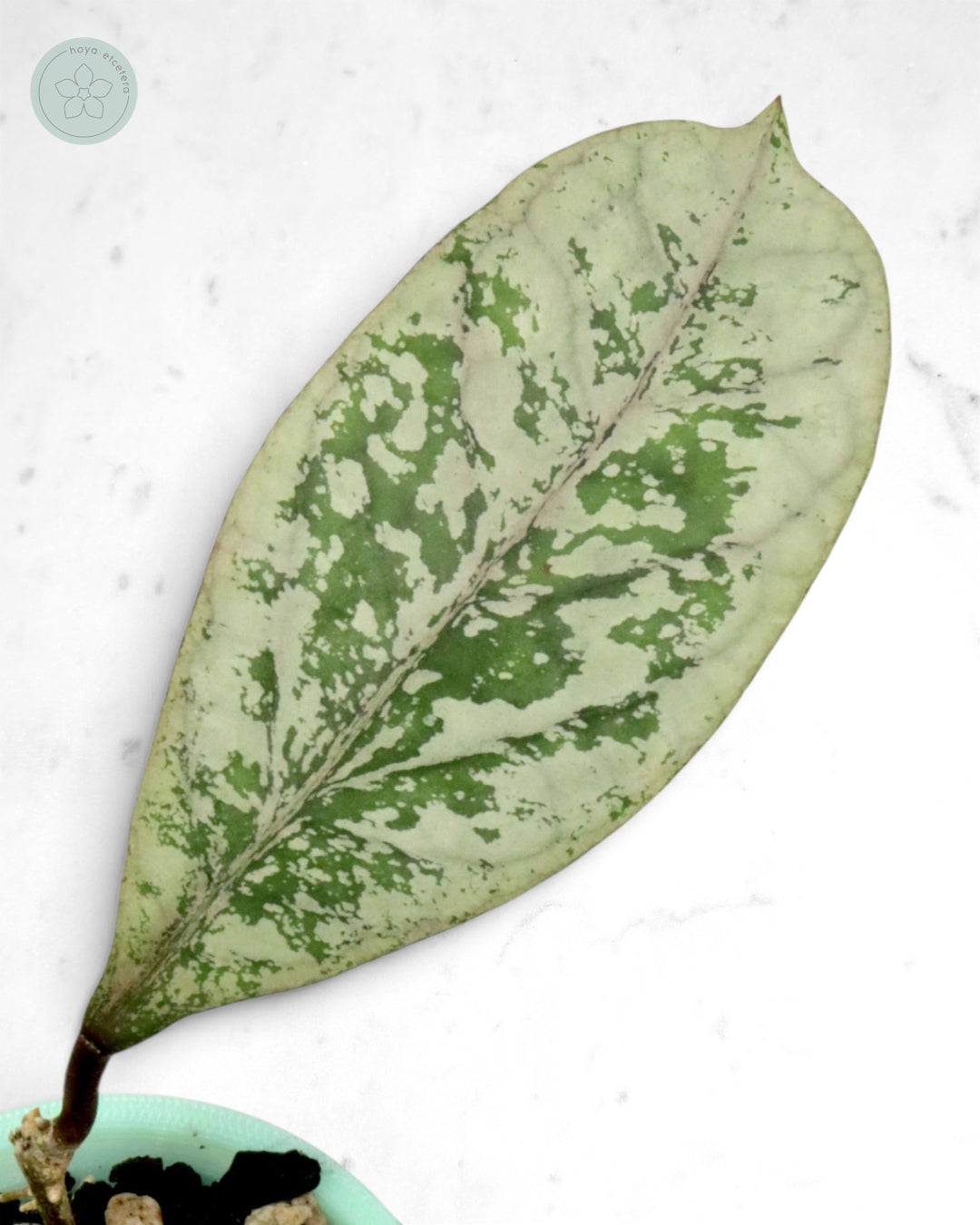 Hoya 'Lorelai'
