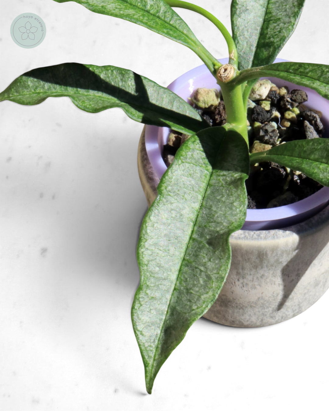 Hoya irisae (silver)