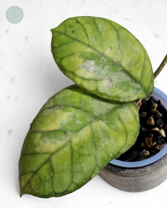 Hoya AH0001 (albo) 🌱 cutting