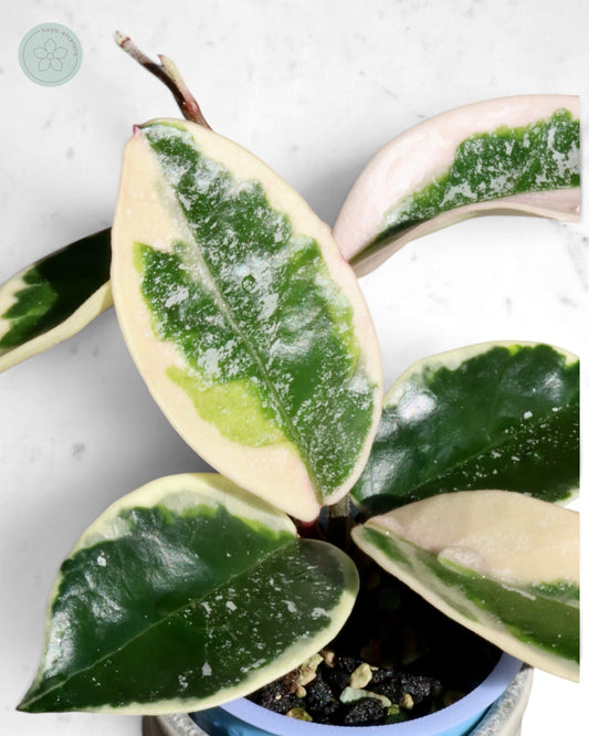 Hoya 'Krimson Queen' (splash)