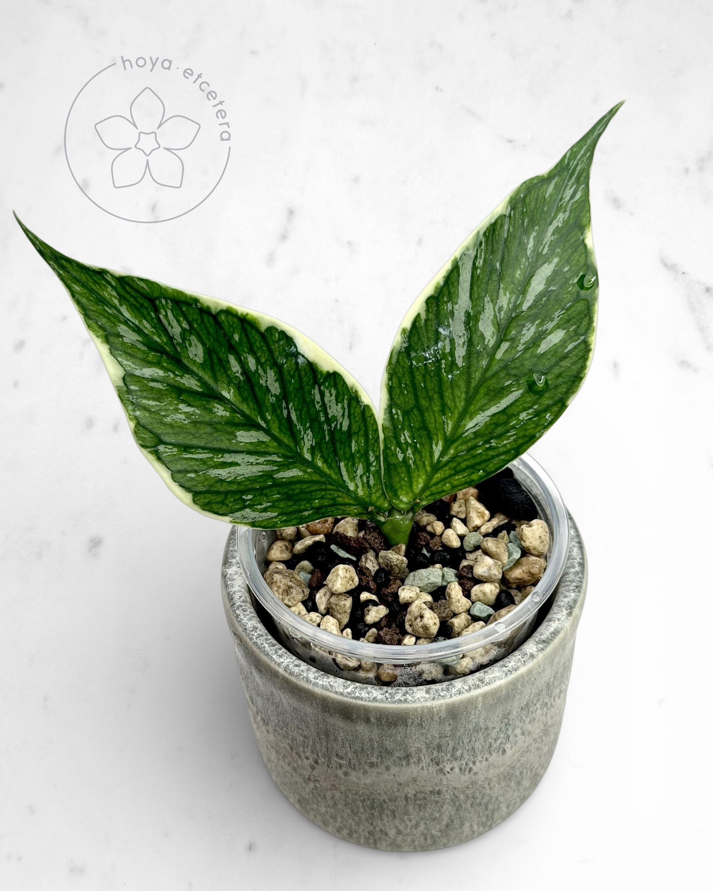 Hoya polyneura 'Jasminka'