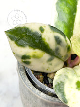 Charger l&#39;image dans la galerie, Hoya carnosa &#39;Madara&#39; (Snow Angel)
