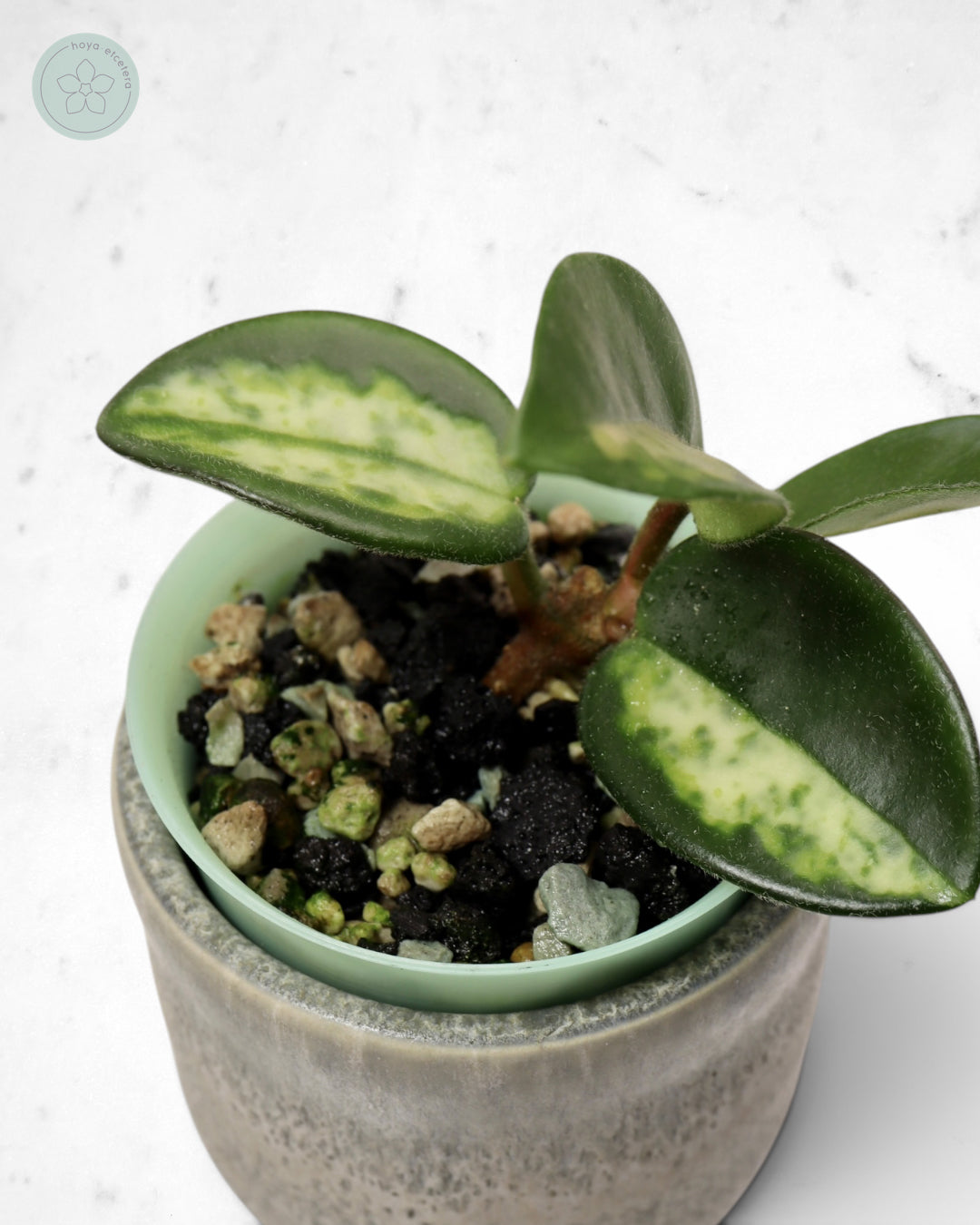 Hoya carnosa 'Madara' (Green Edge)