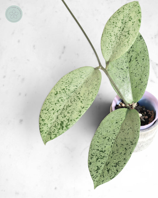 Hoya sp. Ponorogo (silver)