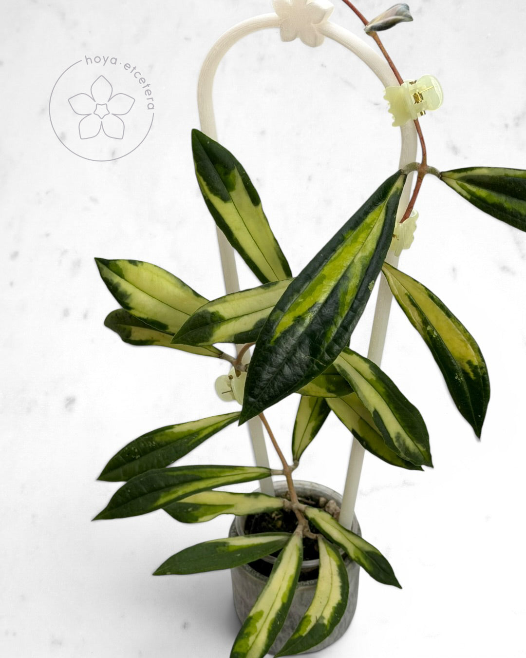 Hoya rigidifolia (variegated)