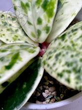 Load image into Gallery viewer, Hoya carnosa &#39;Madara&#39; (Snow Angel) top
