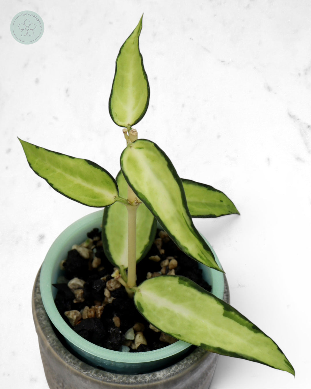 Hoya burmanica (variegated)