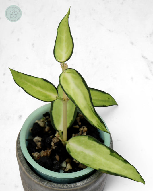 Hoya burmanica (variegated)